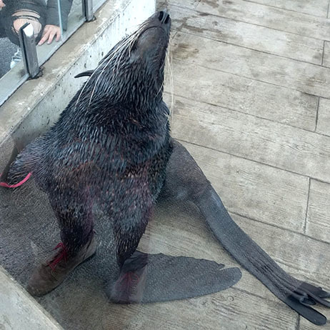 sea lion posing with head thrown back