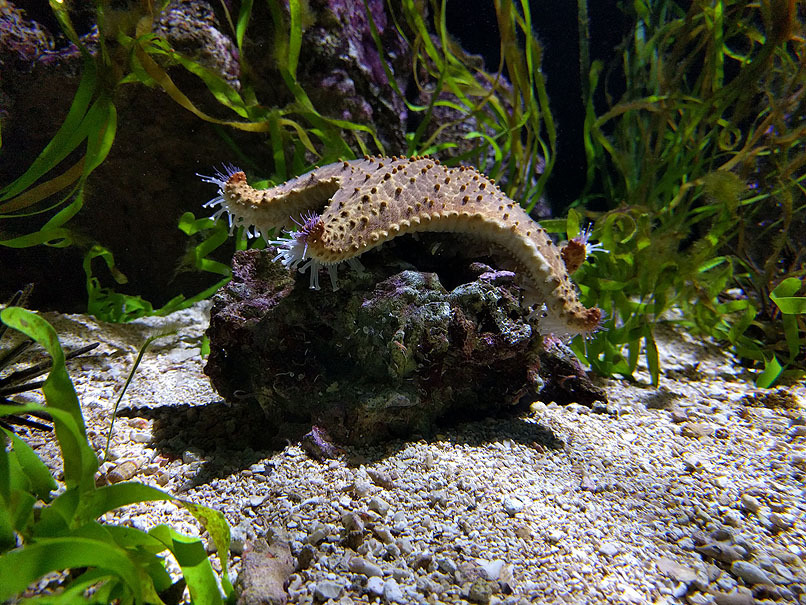 Sea star crawling on rock underwater