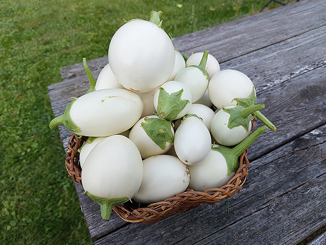 Basket full of white eggplants