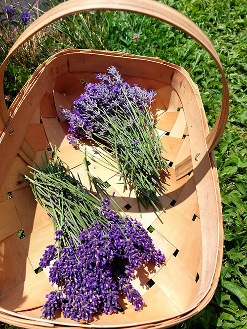 lavender laying in basket